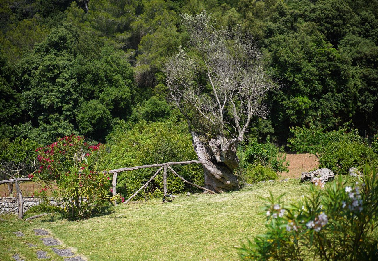 Villa en Pollensa - PASCOL. Villa de más 250 años en un entorno espectacular