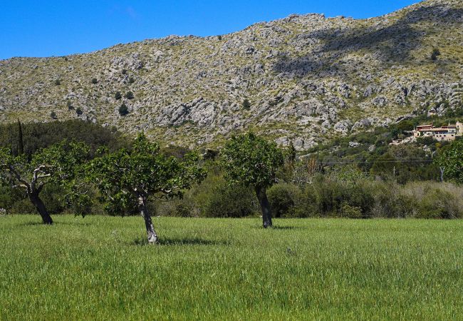 Villa en Puerto Pollensa - LA VINYA CAN OLIVER (OLIVER ). Casa de campo situada entre Pollensa y Pto. Pollensa Villa en Puerto Pollensa - LA VINYA CAN OLIVER (OLIVER ). Casa de campo situada entre Pollensa y Pto. Pollensa