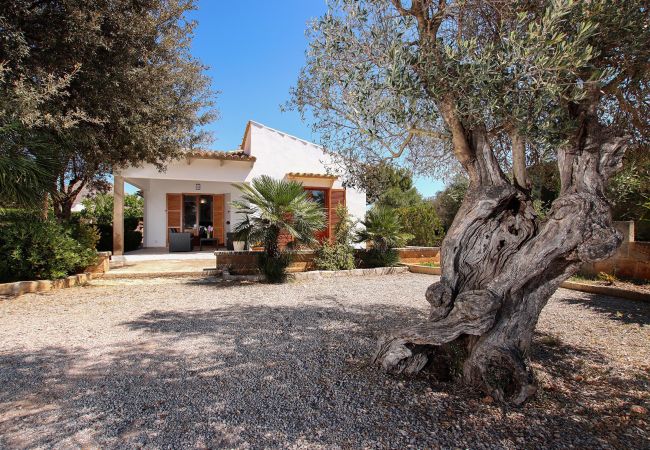 Villa in Puerto Pollensa - OLIVER. Country house located between Pollensa and Pto. Pollensa