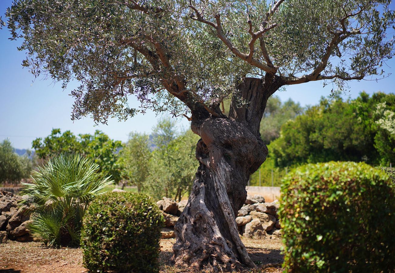 Villa in Pollensa - VIDRIER CAMPERO. Rural setting, close to Pto. Pollensa